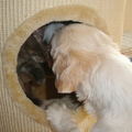 honden foto Kiekeboe
