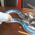 honden foto Deva en Wolfje spelen