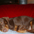 honden foto Prinsesje