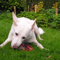 honden foto Shanti en een (half) fazantkarkas