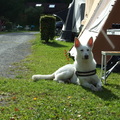 honden foto Bij de buufies op bezoek (tijdens vakantie Duitsland).