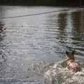 honden foto 