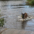 honden foto 