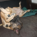 honden foto lol