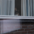 honden foto 