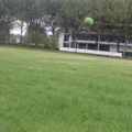 honden foto 