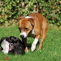 honden foto suzie en prada
