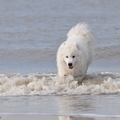 honden foto Baasje gooit iets in het water maar dat is Tybor toch te diep en te ver weg.