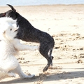 honden foto Deze twee foto,s zijn beslist niet mooi,zijn overbelicht maar ze waren zo lekker aan het stoeien.dus zet ze er toch maar op.