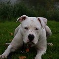 honden foto 