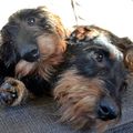 honden foto 