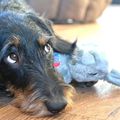honden foto 