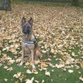 honden foto 
