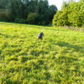 honden foto 