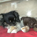honden foto 