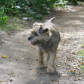 honden foto 