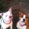 honden foto 
