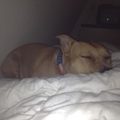 honden foto Rustig wakker worden op zondag ochtend.