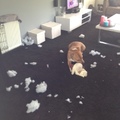 honden foto De knuffel explodeerde zo ineens vrouwtje..