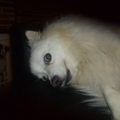 honden foto 