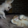 honden foto Aanvallen !!!! 