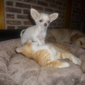 honden foto 