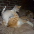 honden foto 