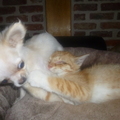 honden foto 