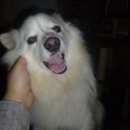honden foto 