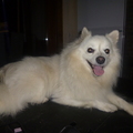 honden foto 