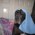 honden foto 