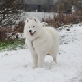 honden foto wat is daar??