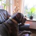 honden foto kerst