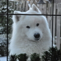 honden foto 