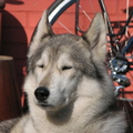 honden foto 