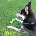 honden foto 