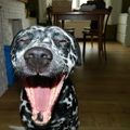 honden foto 