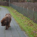 honden foto 