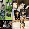 honden foto voor herplaatser toen en nu topic