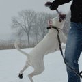 honden foto 