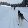 honden foto 