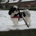 honden foto 23-1-2013