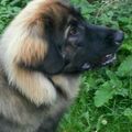honden foto 