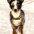 honden foto Prinses