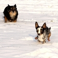 honden foto Lekker rennen haha