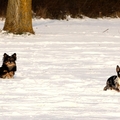 honden foto 