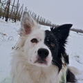 honden foto 50 weken - meer sneeuw! :D