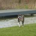 honden foto wat een tegenwind