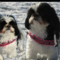 honden foto 2x Bonny