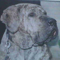 honden foto Atilla, Rip <3